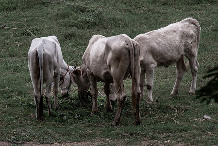 夏日夜晚，田野上成群的白牛。