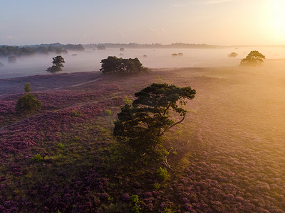 荷兰 Veluwe Zuiderheide 公园盛开的石南花田、盛开的紫粉色石南花、盛开的加热器