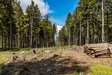 Rudawy Janowickie 山区树木被砍伐的小林间空地