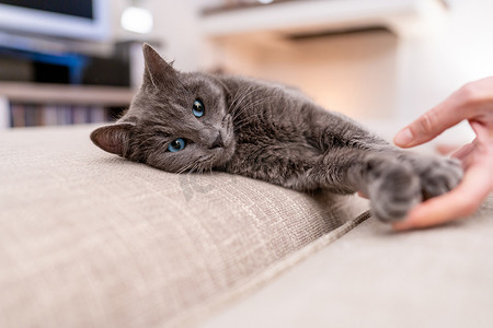 头像是一只恶毒的蓝眼睛灰猫躺在沙发上，女主人的手抚摸着它。