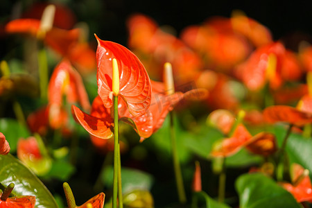 花园中的橙色红掌花或火烈鸟花