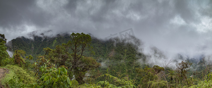 秘鲁的云雾森林，全景。