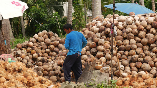 分拣中摄影照片_泰国苏梅岛 — 2019 年 7 月 1 日：亚洲泰国男子在椰子种植园分拣坚果，准备用于油和纸浆生产。