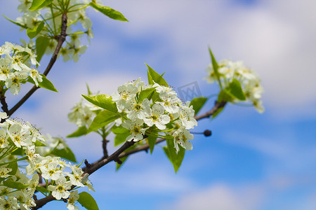 盛开的树花在天空中