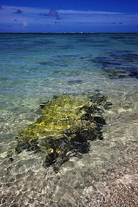 毛里求斯岛的海滩和海藻