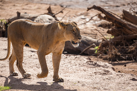雄狮子摄影照片_一头狮子穿过肯尼亚的大草原
