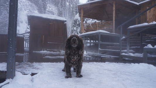 室外温泉摄影照片_温泉中的猎犬。