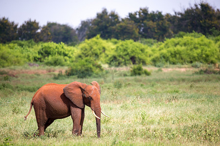 一头红色的大象站在草原上