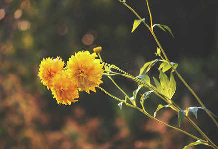 花园里的黄金菊
