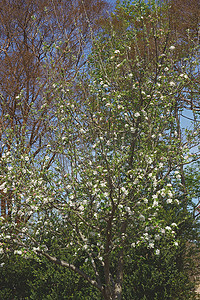 赤褐色摄影照片_罗克斯伯里赤褐色苹果树开花。