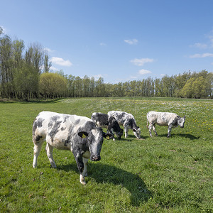 荷兰部分土地 van maas en waal 的蓝天下，阳光明媚的春日，小牛在草地上开着春天的花朵