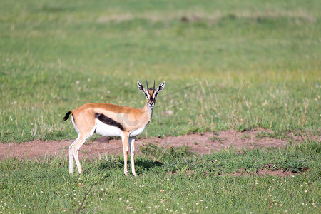 肯尼迪刺杀事件摄影照片_肯尼草地中间的汤姆森瞪羚
