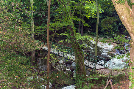 奥林匹克森立公园摄影照片_皮立翁山森林中的木桥