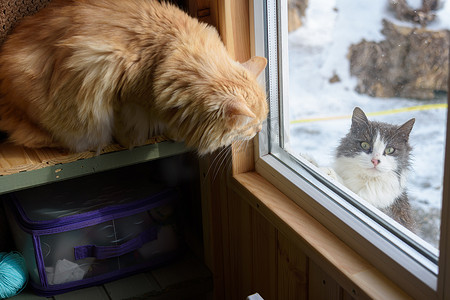 一只流浪猫从街上往房子的窗户里看，一只家猫从里面盯着它