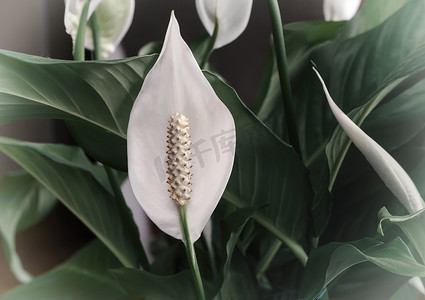 发展壮大摄影照片_室内植物：叶子中的白色 spatifilum 花。