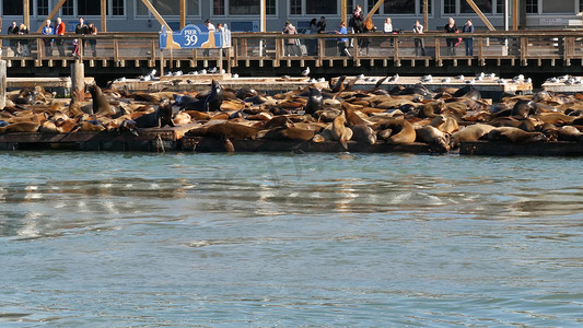 美国加利福尼亚州旧金山 — 2019年11月25日：旅游地标39号码头上有许多海豹。
