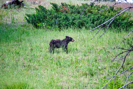 灰山水摄影照片_黄石国家公园的一只小灰熊