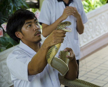 红十字会摄影照片_2014 年 4 月 6 日在泰国曼谷泰国红十字会蛇场举行的蛇展