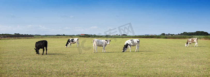 夏季荷兰特塞尔岛蓝天下草甸绿草中的小斑点奶牛