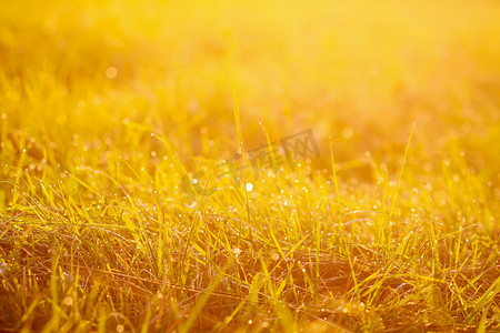 带着露珠的新鲜的绿草在日落金黄柔和的阳光下。