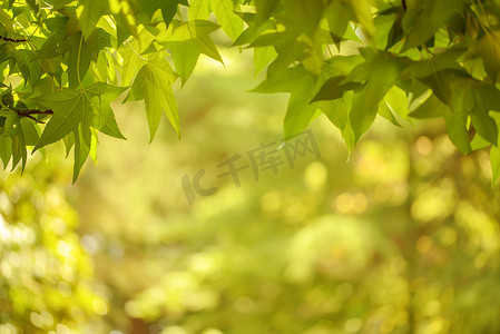 秋天梧桐树摄影照片_从叶子和枫树的绿色背景