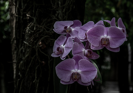 颗粒状摄影照片_紫色兰花或地面兰花在自然模糊的颗粒状背景上的美丽花朵。