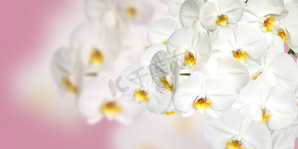 全景图像中的大白色兰花花。