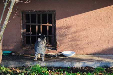 流浪猫摄影照片_地窖窗户附近的街头流浪猫和小猫。
