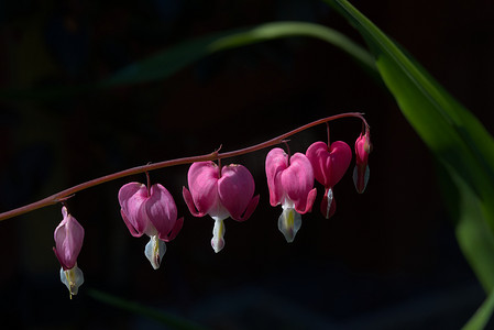 黑色背景中阳光明媚的一排粉红色心形花
