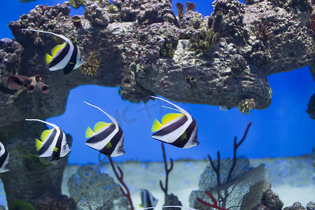 斜条纹底纹摄影照片_Zanclus cornutus。在珊瑚和礁石背景的异乎寻常的热带鱼。一群条纹水族馆摩擦