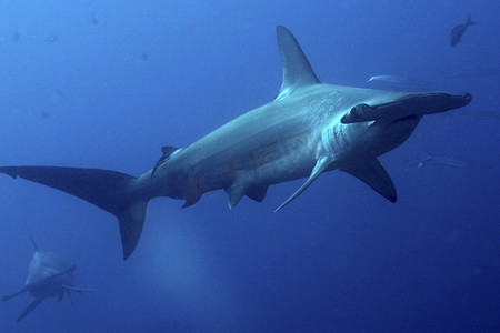 双髻鲨，加拉帕戈斯国家公园，厄瓜多尔