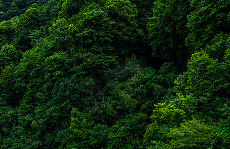 蓝色星体摄影照片_Kvariati 潮湿的热带森林