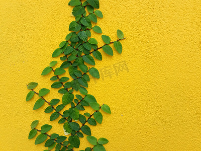 爬山虎背景墙摄影照片_在黄色墙壁上的Coatbuttons墨西哥雏菊植物