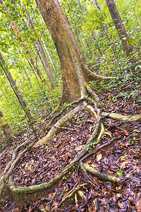 老树和根，辛哈拉加国家公园雨林，斯里兰卡