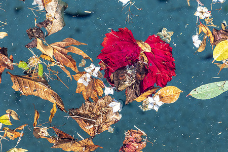 花漂浮摄影照片_漂浮在游泳池的五颜六色的花和叶子