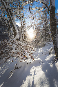 大自然中阳光明媚的冬季景观：雪树，荒野