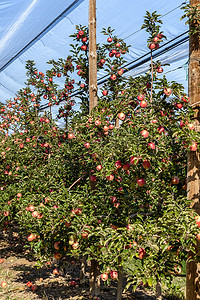 西班牙苹果园丰收的苹果