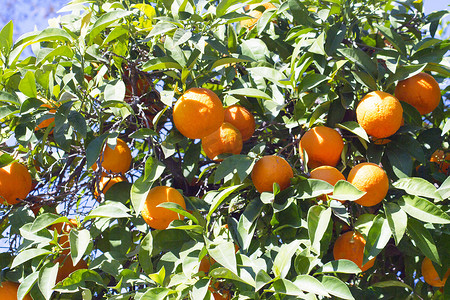 橘子摄影照片_阳光下的橙树，叶子很绿