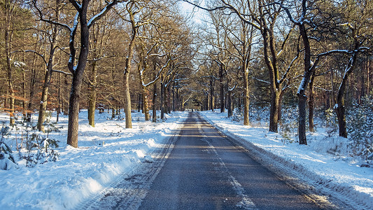 冬日荷兰雪林中的乡间小路