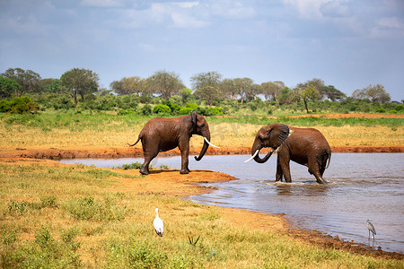 水坑附近大草原上的大象
