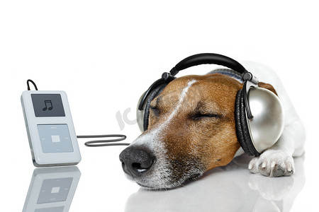 狗用音乐播放器听音乐