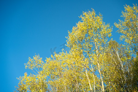 与树黄色叶子的秋天风景反对