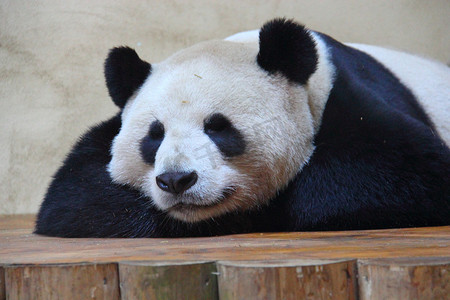 动物园熊猫摄影照片_苏格兰爱丁堡动物园的阳光大熊猫