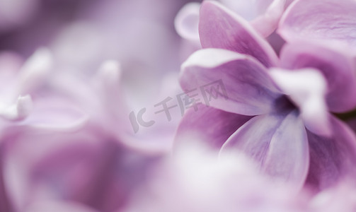 橘黄紫色摄影照片_紫色特里丁香在春天开花的分支