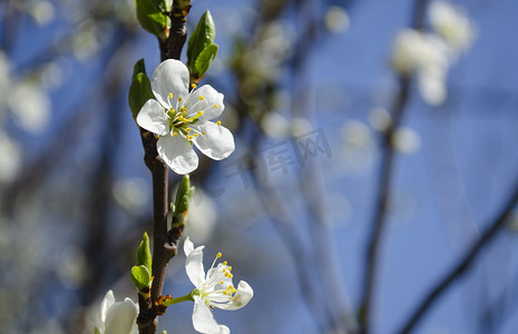 美丽的白苹果或梨花。开花的苹果梨树。户外自然的清新春天背景。春天盛开的花朵的柔焦图像。复活节和春季贺卡