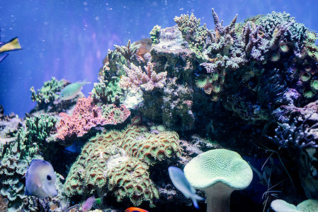 海洋中的海洋植物和藻类的水下图像