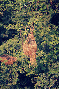 牛郎织女会鹊桥摄影照片_织布鸟的巢穴。
