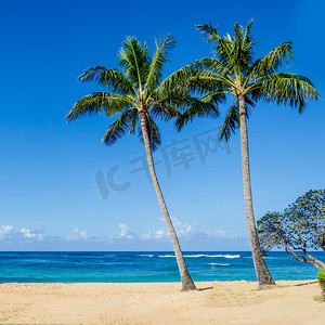 夏威夷 Poipu 沙滩上的椰子棕榈树