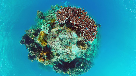 水下珊瑚礁和热带鱼。