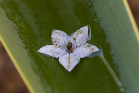 漂浮在一棵大绿色植物的叶子的雨水中的一朵小白花。